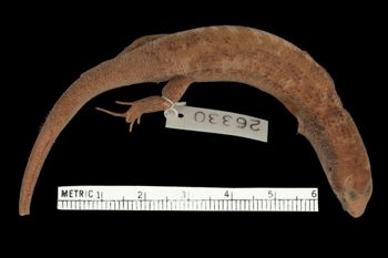 Media type: image;   Herpetology R-26330